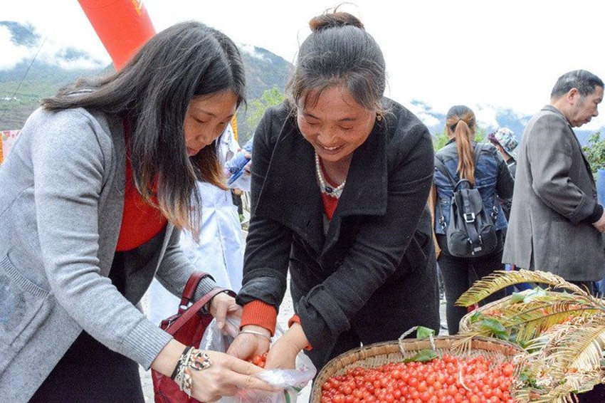 櫻桃紅了，老百姓笑了