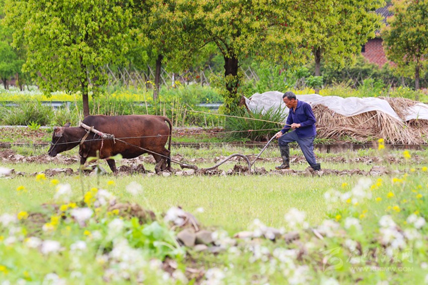 清明將至，各地農(nóng)事忙