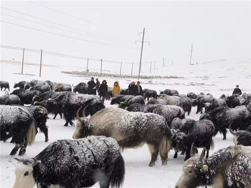 地處“云端之上”生命禁區(qū)“的農(nóng)行石渠支行80后青年益西多吉說(shuō)”今年疫情流行，大伙冒雪下鄉(xiāng)送金融服務(wù)，新年首日就為農(nóng)戶發(fā)放了3000多萬(wàn)元，點(diǎn)亮百姓牦牛致富夢(mèng)，疫情終將過(guò)去，筑夢(mèng)春天，我們協(xié)力點(diǎn)燃牧民發(fā)展信心“.jpg