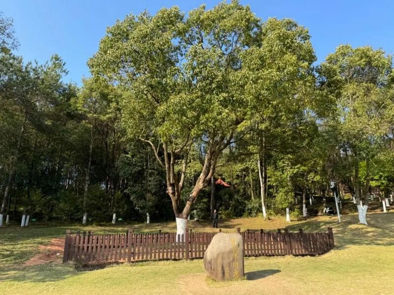 習(xí)近平同志為福建省長(zhǎng)汀縣水土保持科教園捐種的香樟樹(shù)。圖源：學(xué)習(xí)時(shí)報(bào)